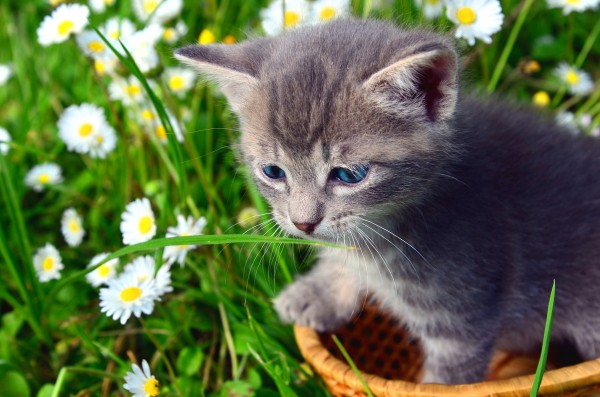 Smell the grass by Codrina Miculit